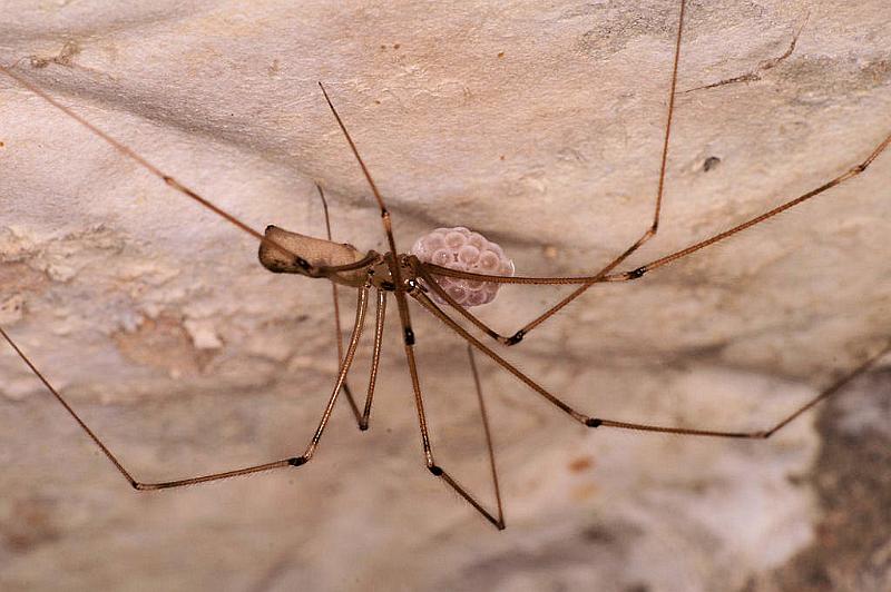 Pholcus_opilionoides_D4828_Z_90_Les Gris_Frankrijk.jpg